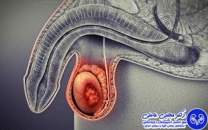 مراحل رشد بیضه