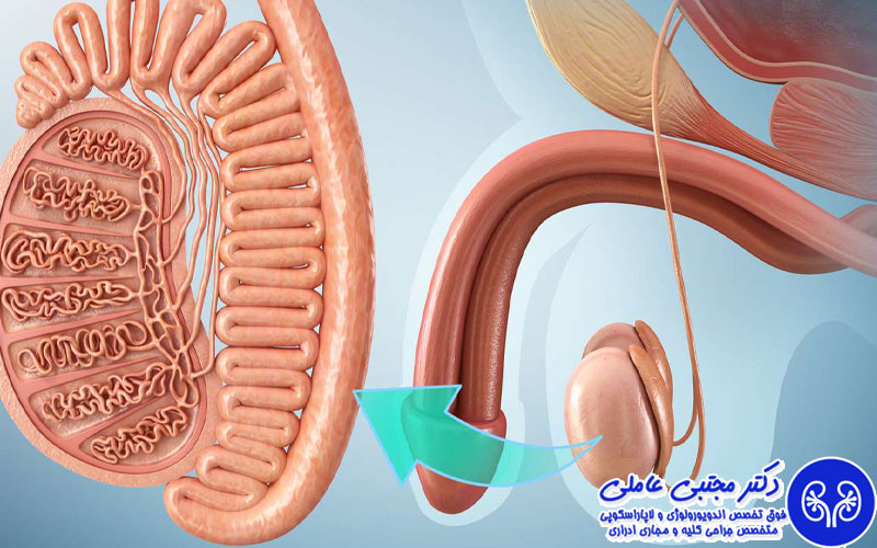 افتادگی بیضه